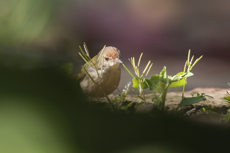 DSC_9184.jpg