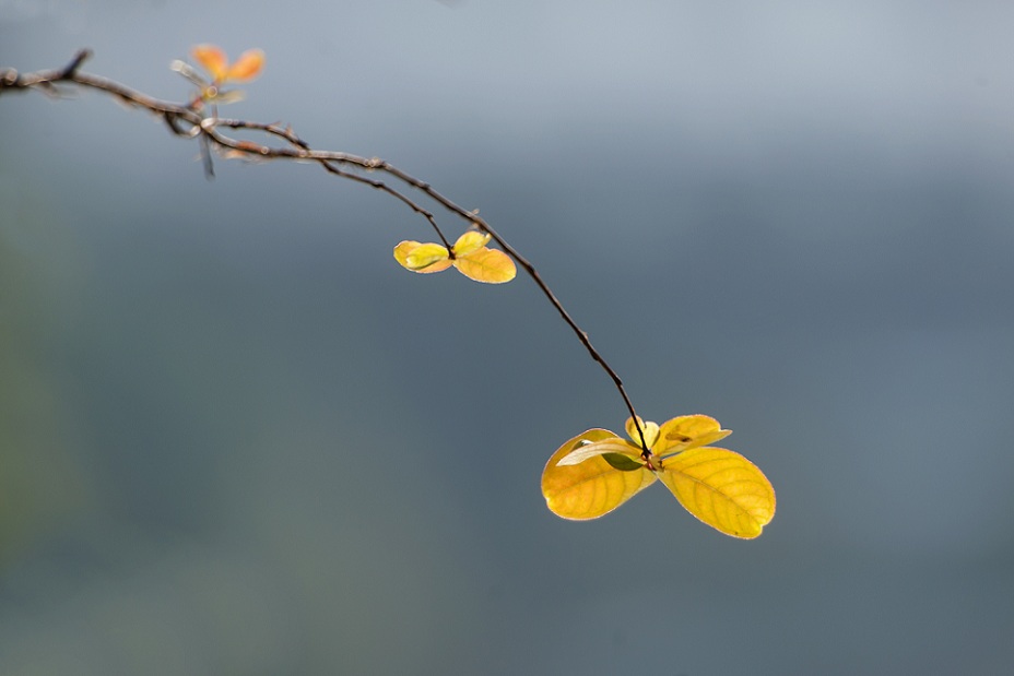 DSC_7888.jpg