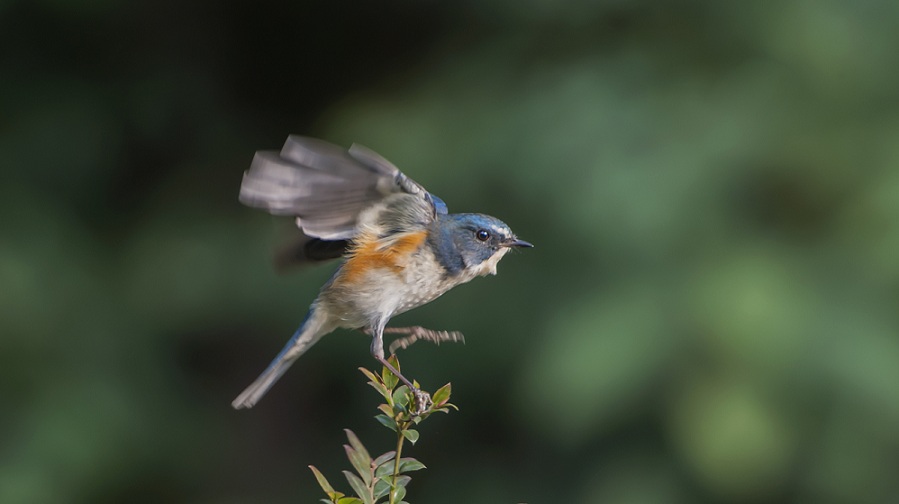 DSC_0476.jpg