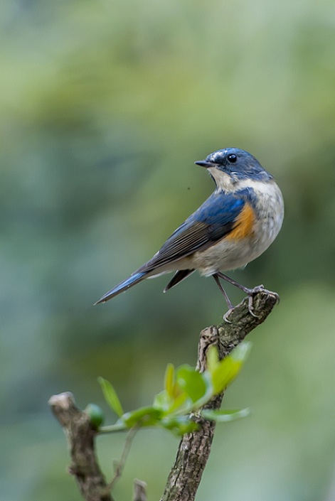 DSC_9328.jpg