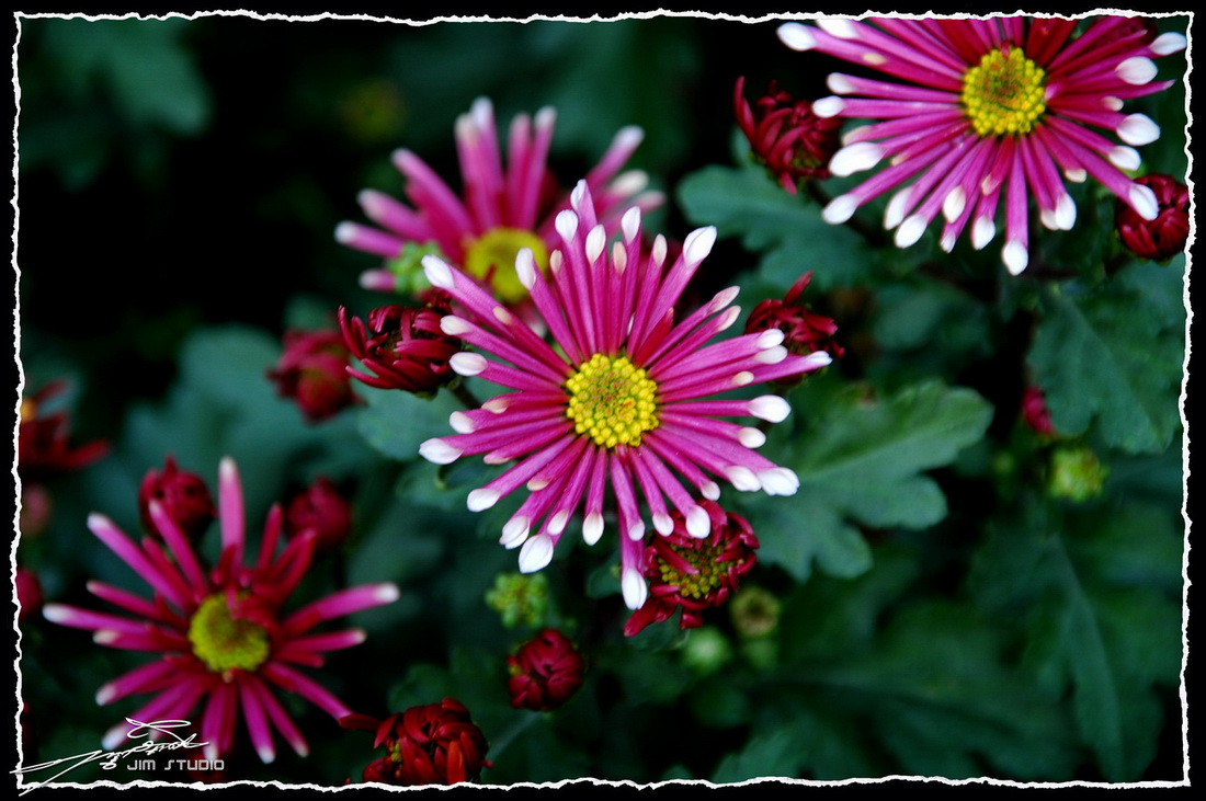 DSC_4190.jpg