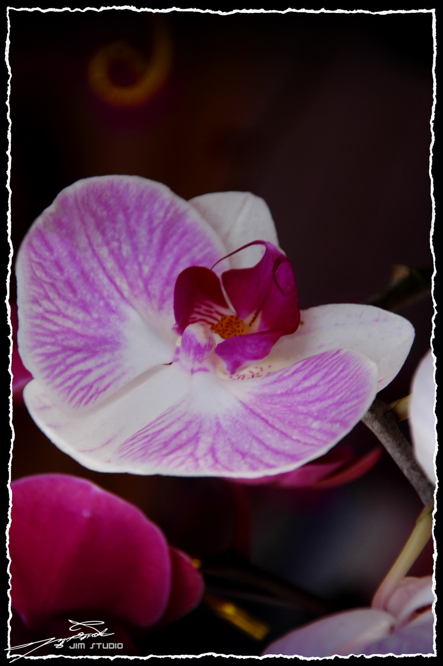 DSC_4164.jpg