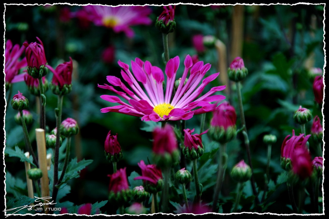 DSC_4183.jpg