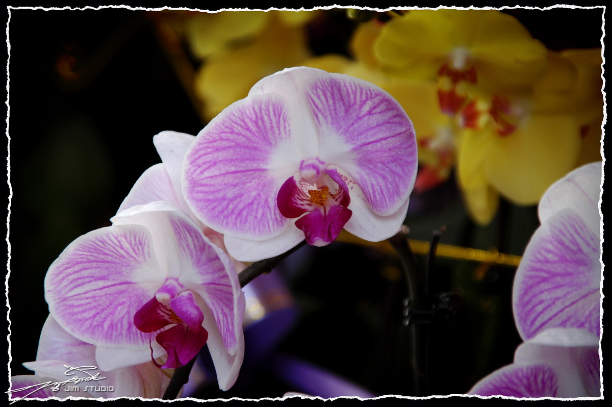DSC_4161.jpg