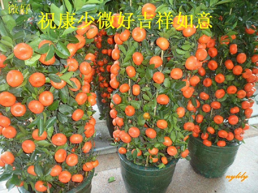 2_46606_335ce78542dacc1.jpg
