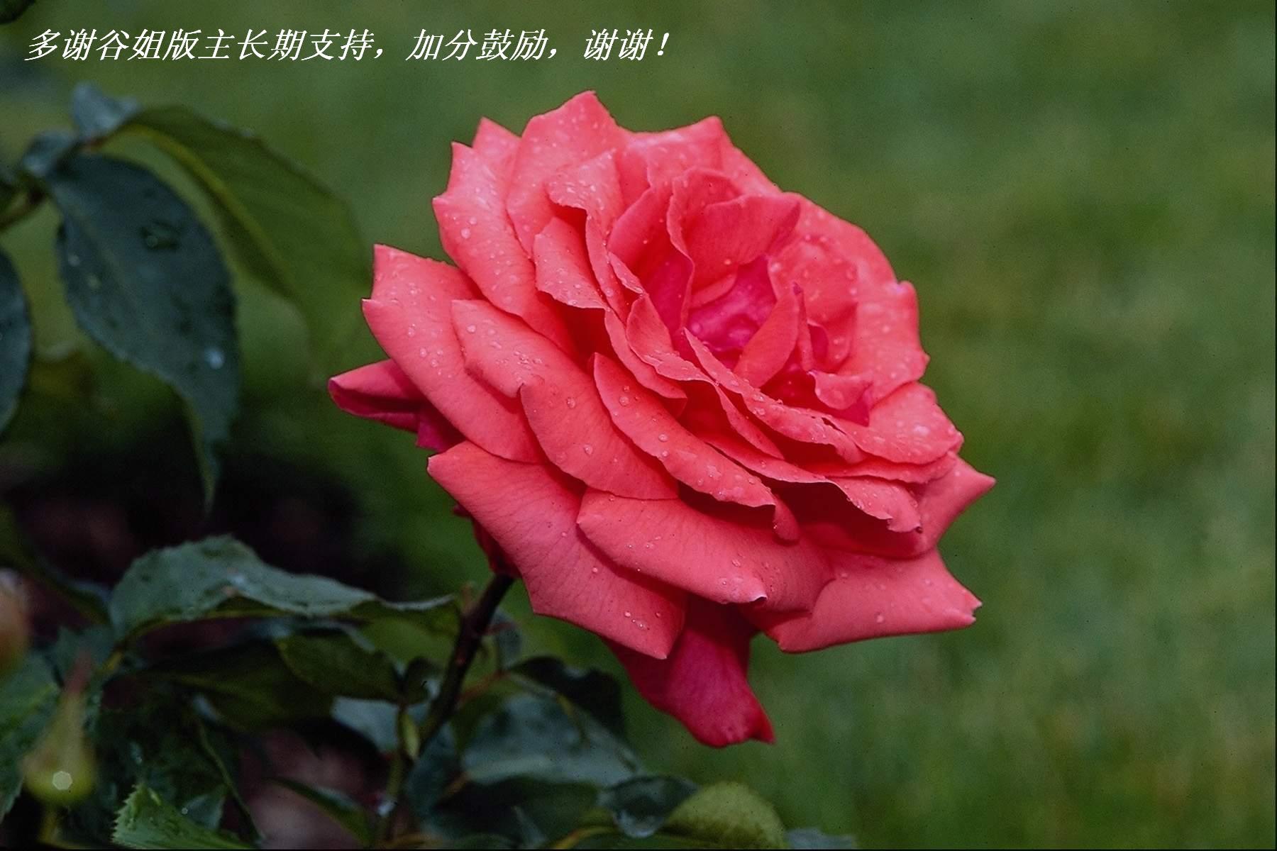 лȽ֧֣ӷֹлл.JPG