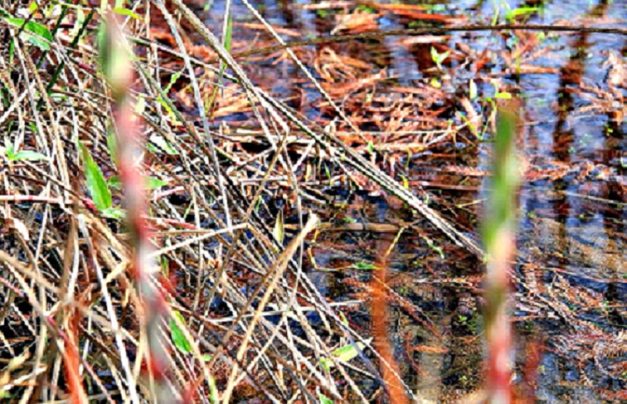 IMG_4075.JPG