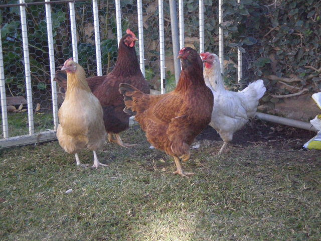 P1120333.jpg