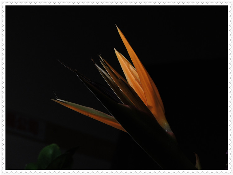 DSCN3513.jpg