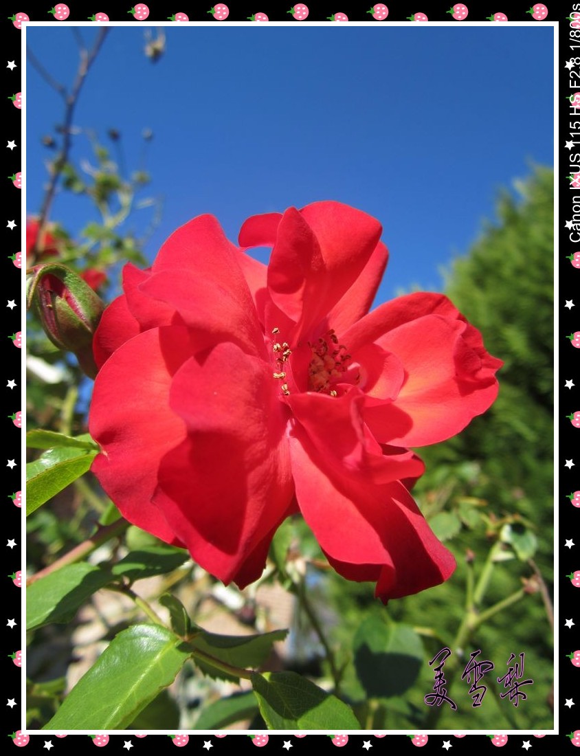 img_1740_conew2.jpg