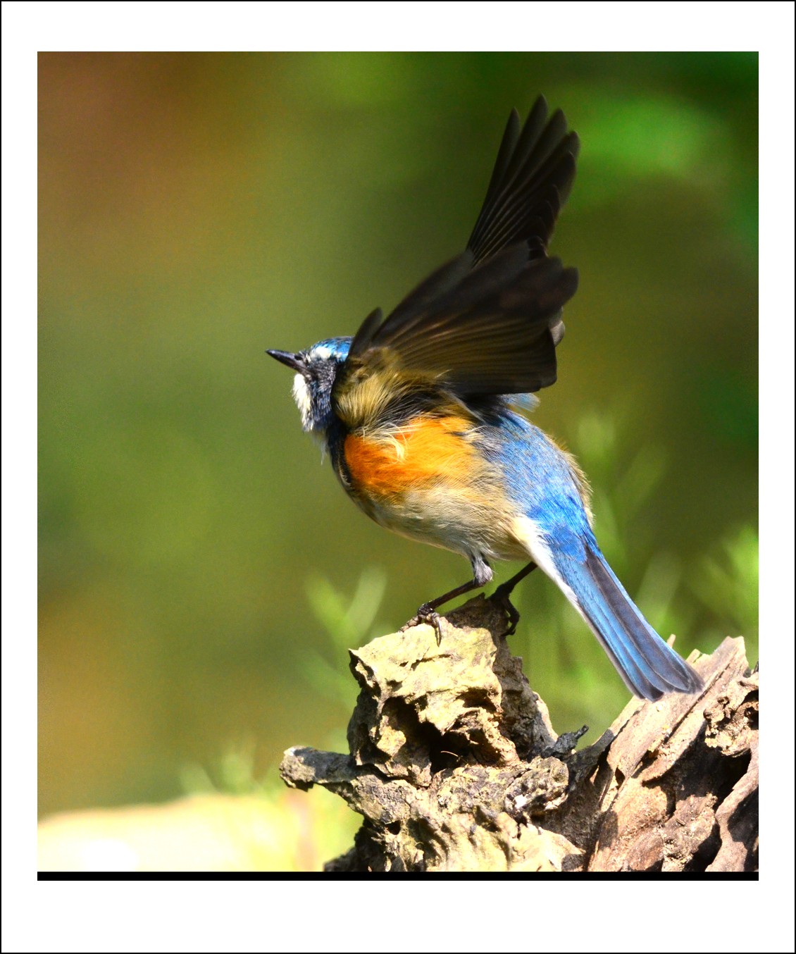 DSC_4396_conew1.jpg