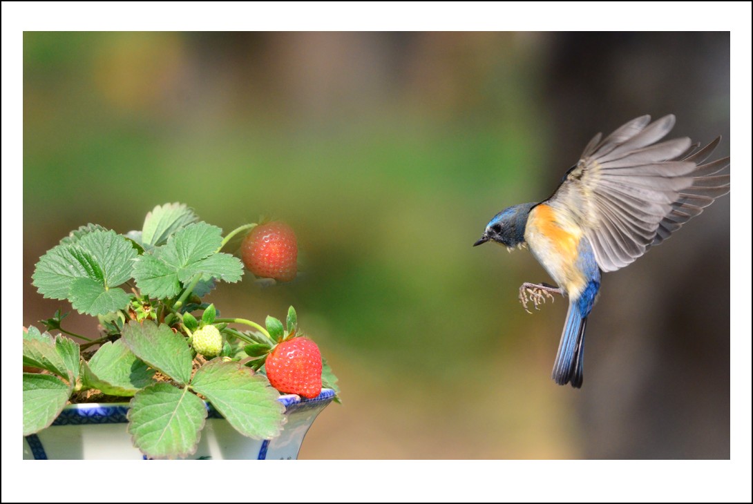 DSC_4306_conew1.jpg