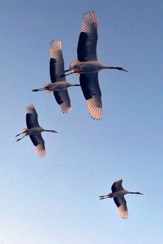 NSH_2546aa.jpg