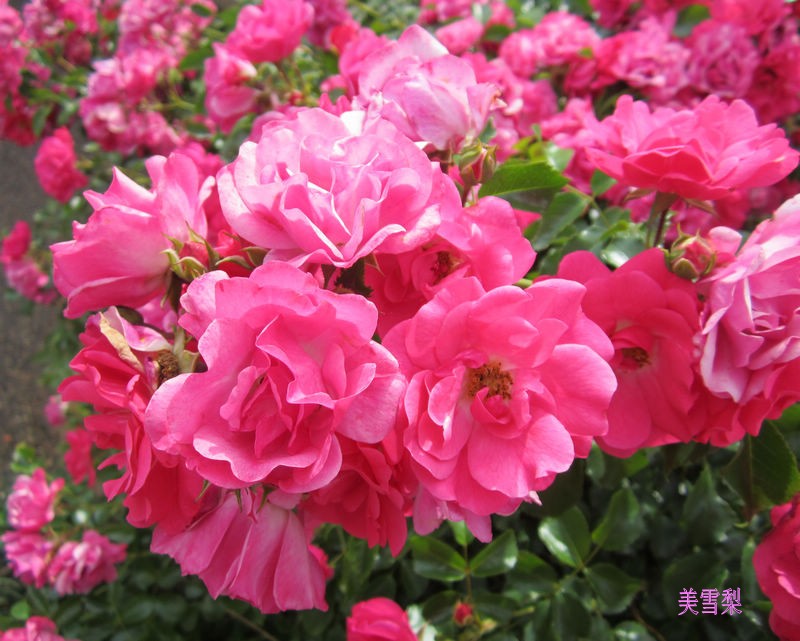 0IMG_4896_conew1.JPG