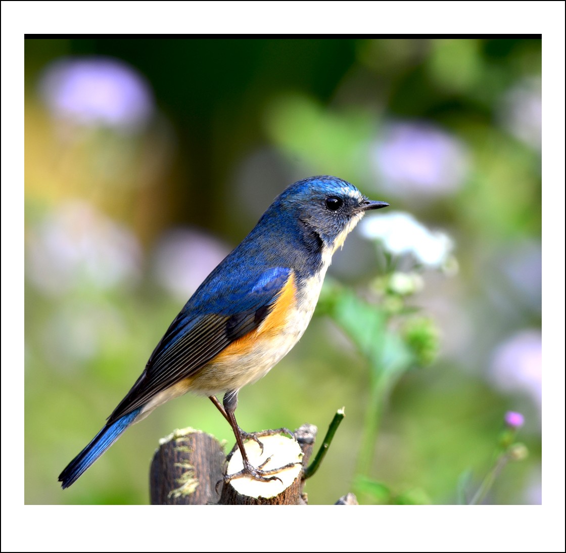DSC_5229_conew1.jpg