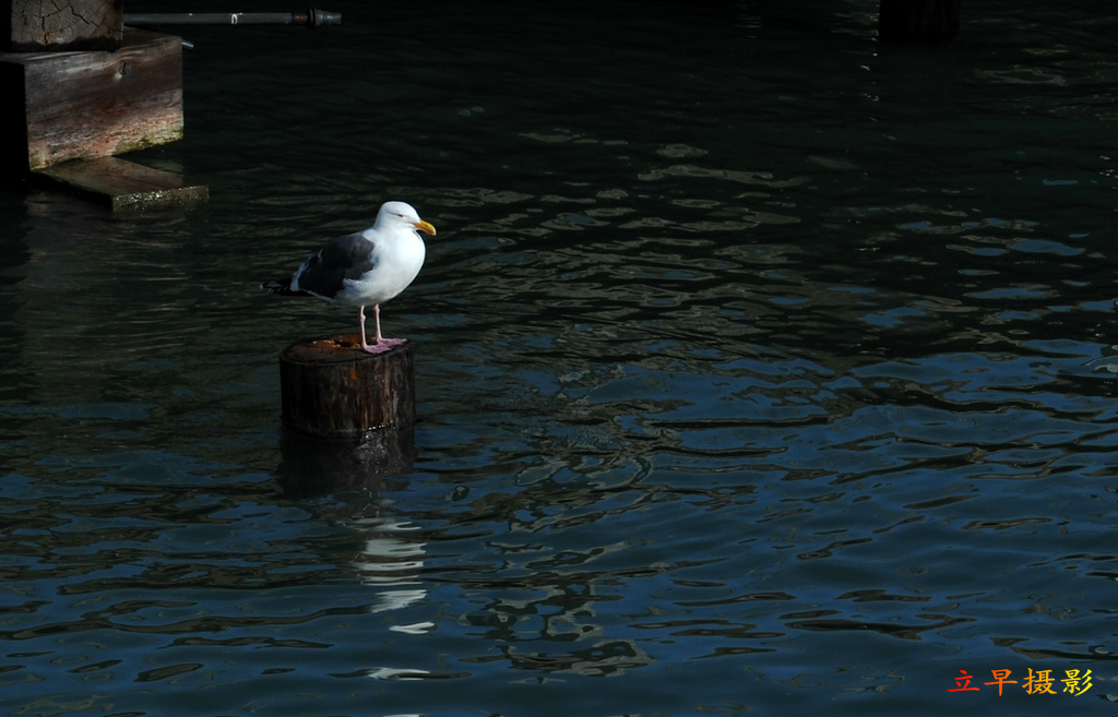 DSC_2152.jpg
