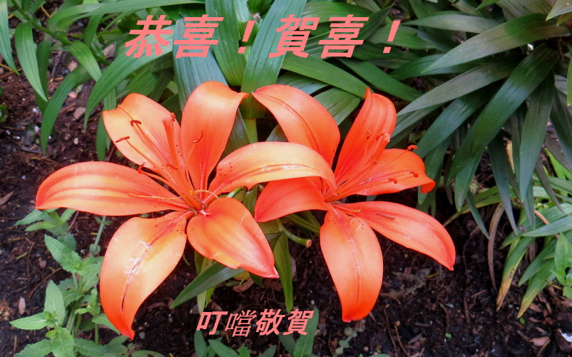 IMG_0001_6585.jpg
