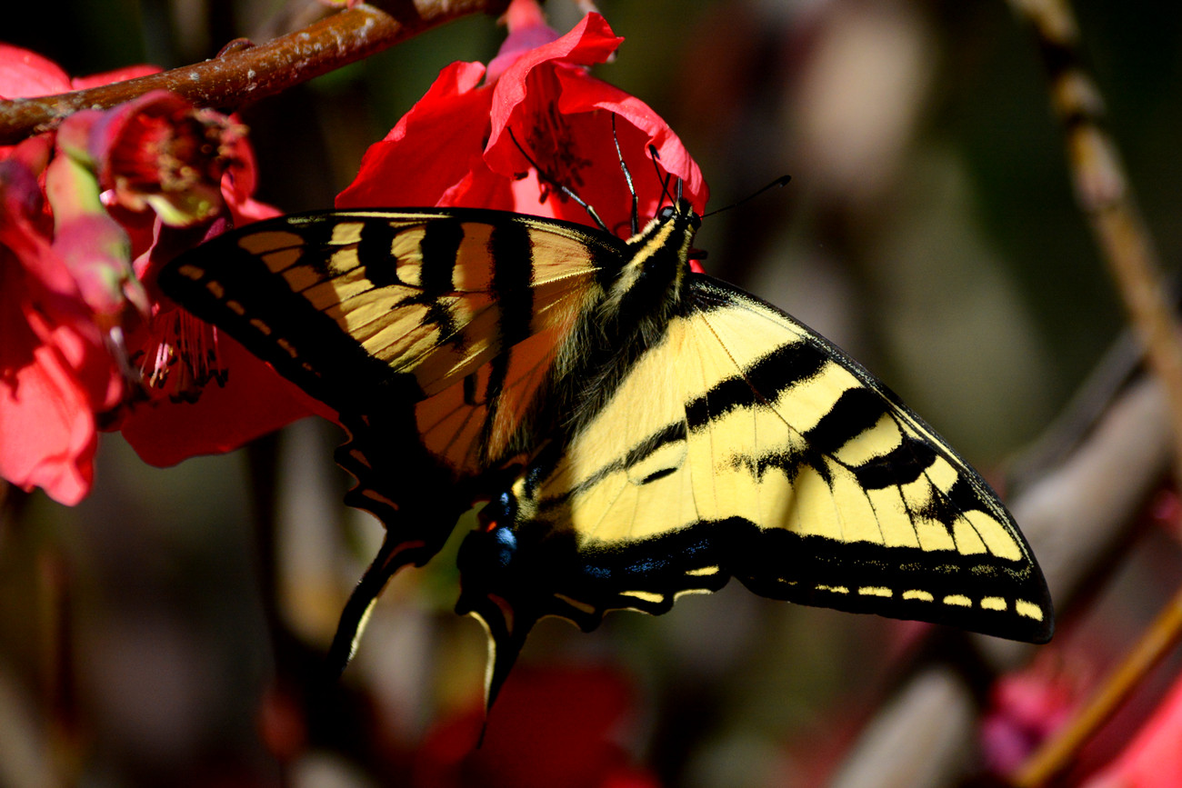 DSC_8336_36.jpg