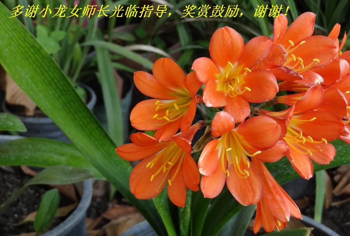 多谢小龙女师长光临指导，奖赏鼓励，谢谢！.jpg