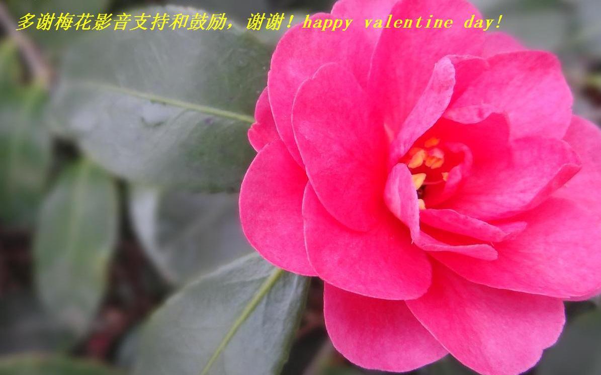 л÷Ӱֺ֧͹ллhappy valentine day!.JPG