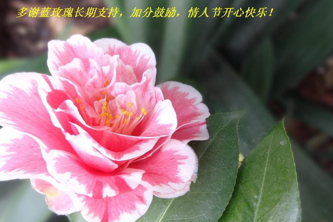 лõ峤֧֣ӷֹ˽ڿĿ֣.JPG
