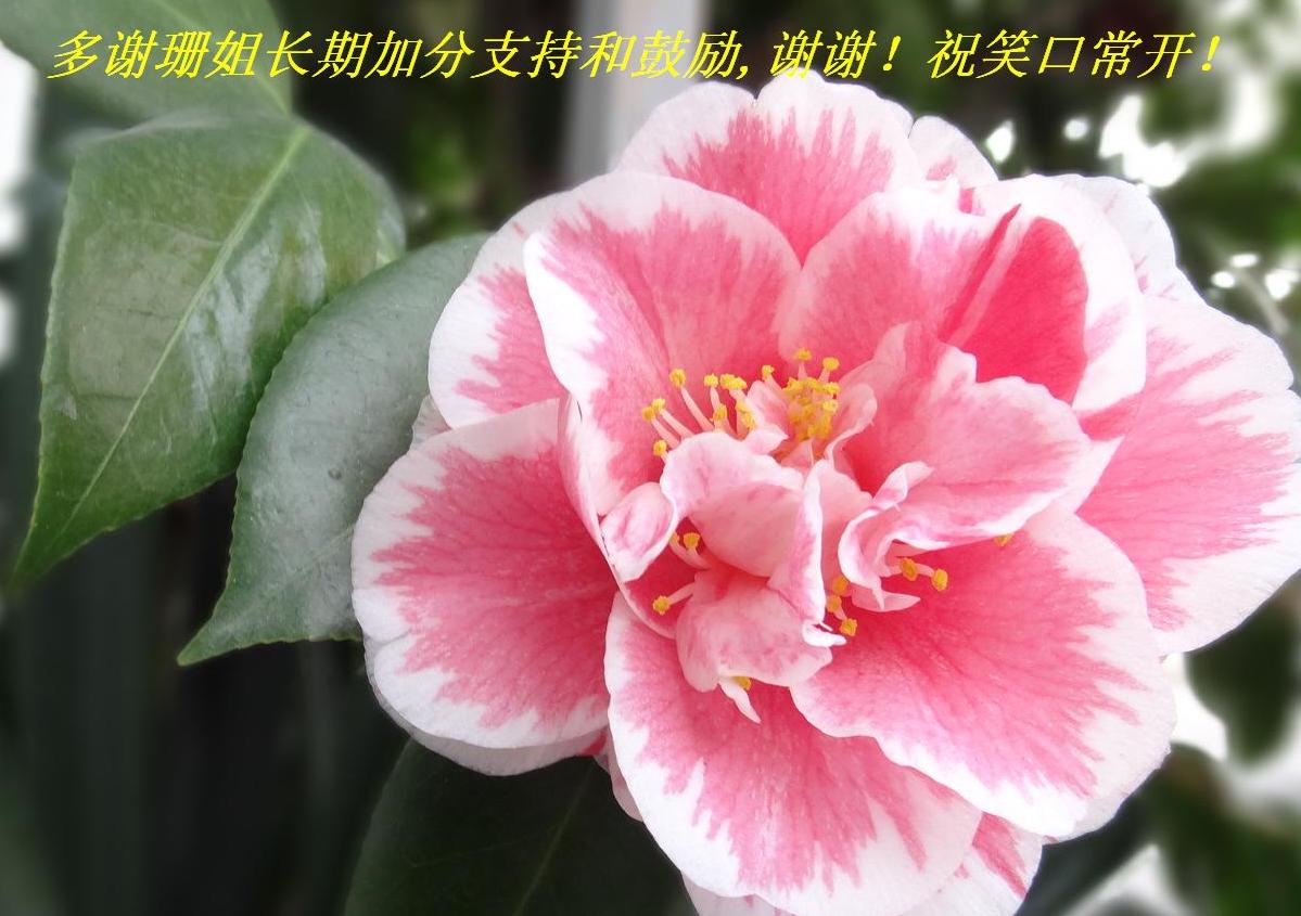 лɺ㳤ڼӷֺ֧͹,ллףЦڳ.JPG