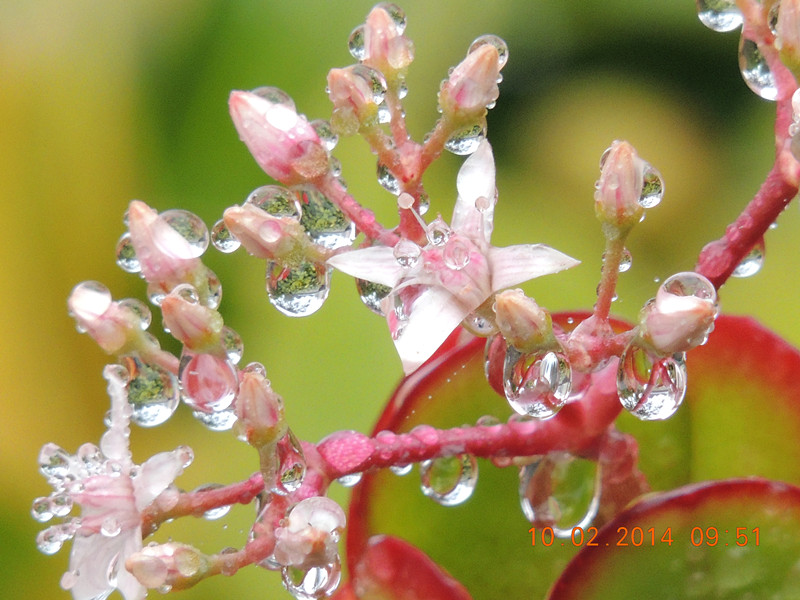 flowers 2014 105_.jpg