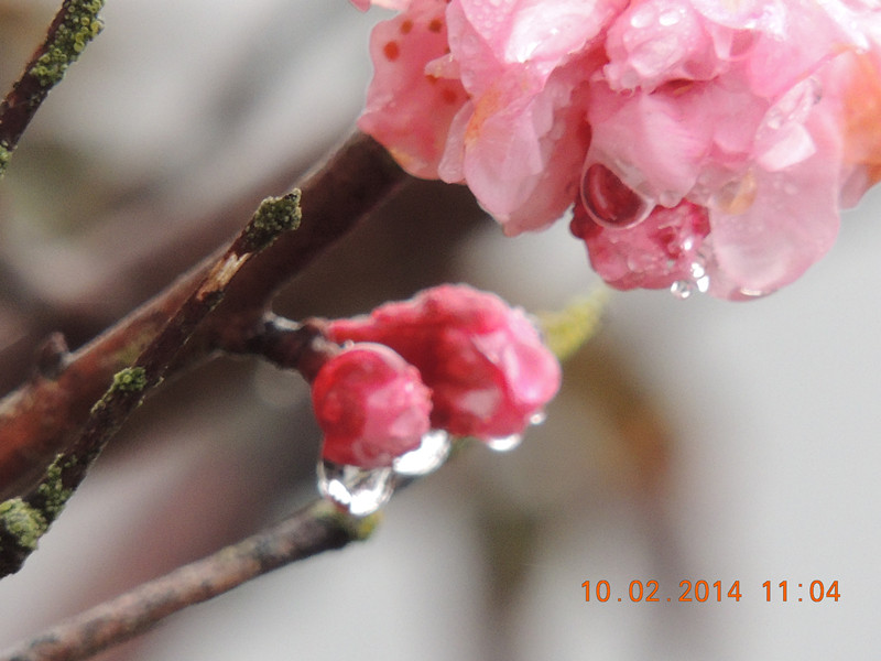 flowers 2014 130_.jpg