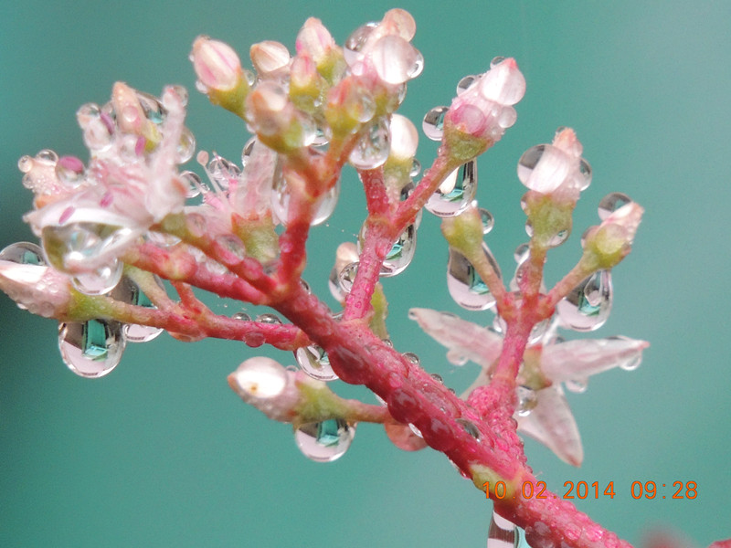 flowers 2014 085_.jpg