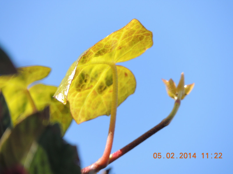 flowers 2014 003_.jpg