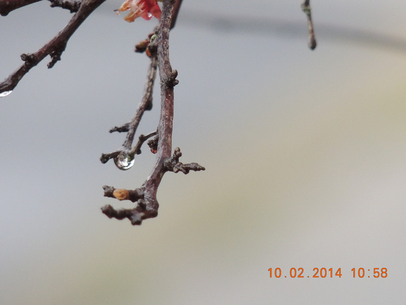 flowers 2014 117_.jpg