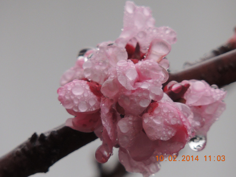 flowers 2014 126_.jpg