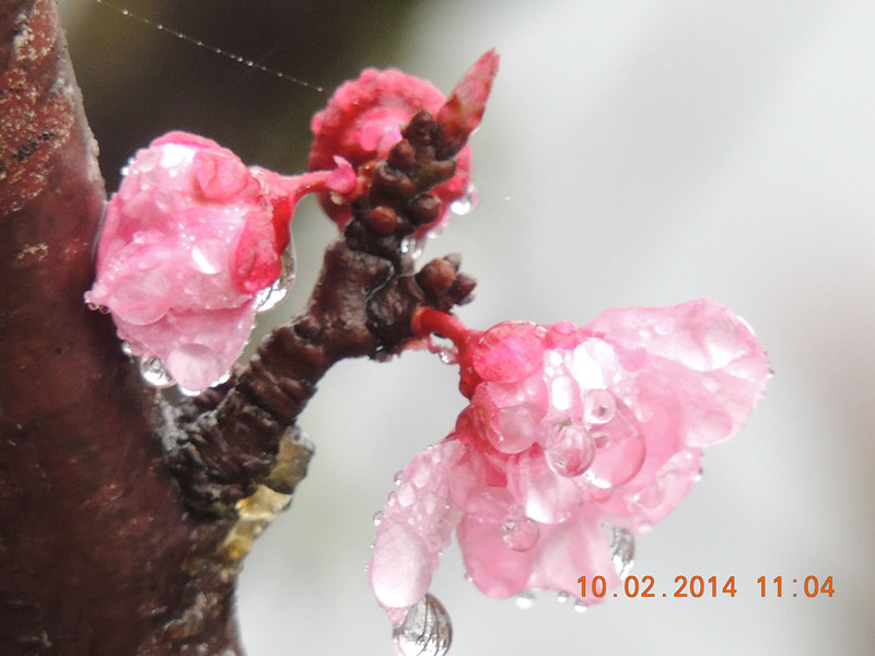 flowers 2014 131_.jpg