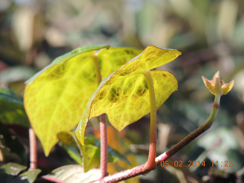 flowers 2014 009_.jpg