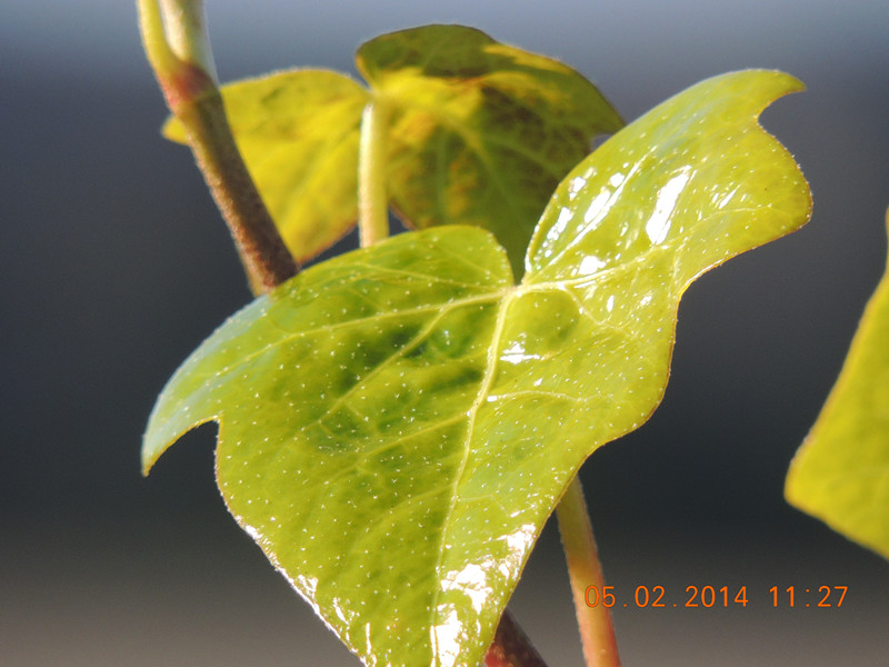 flowers 2014 012_.jpg