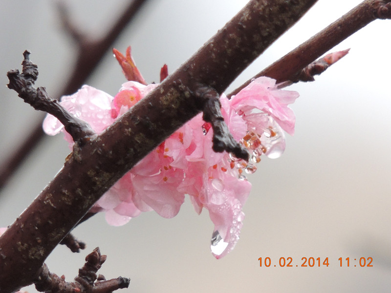 flowers 2014 122_.jpg