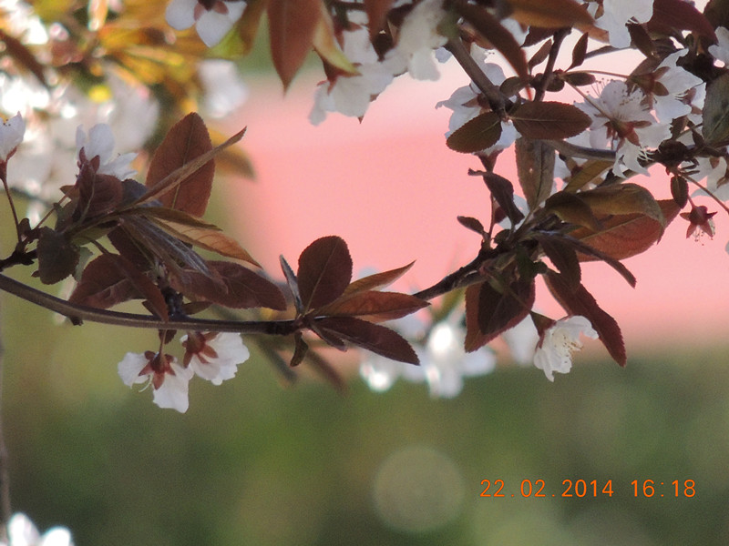 FLOWERS 2014 239_.jpg