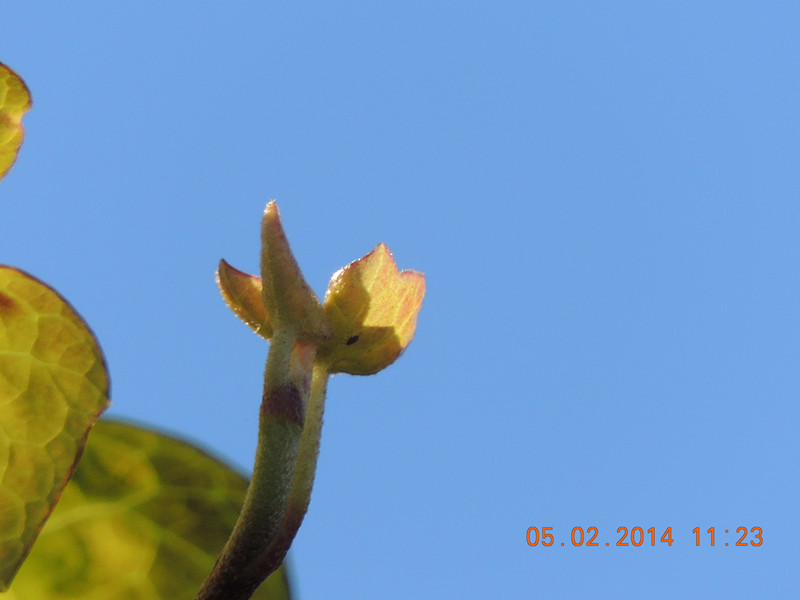 flowers 2014 006_.jpg