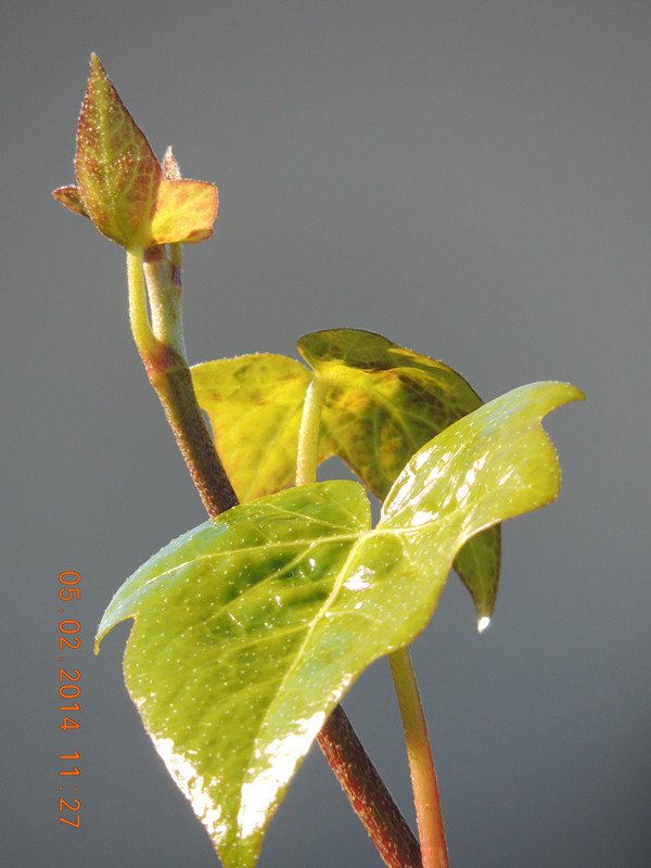 flowers 2014 014_ת_.jpg