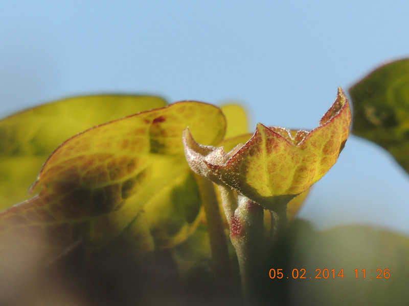 flowers 2014 010_.jpg