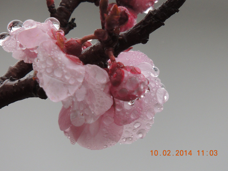 flowers 2014 127_.jpg