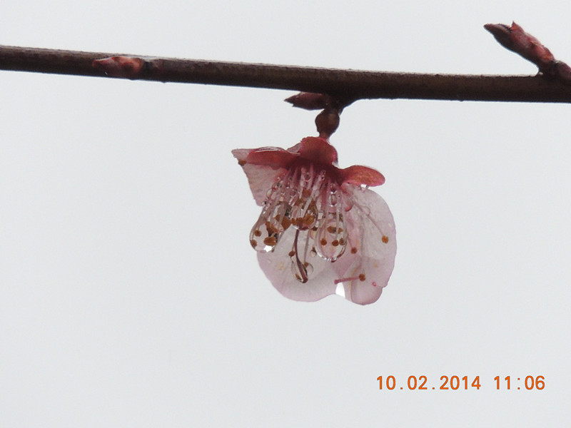 flowers 2014 134_.jpg