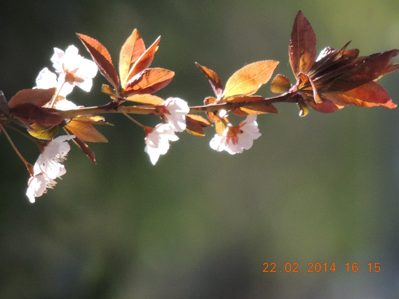 FLOWERS 2014 231_.jpg