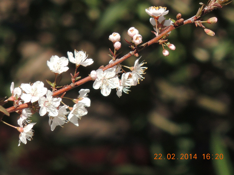 FLOWERS 2014 242_.jpg