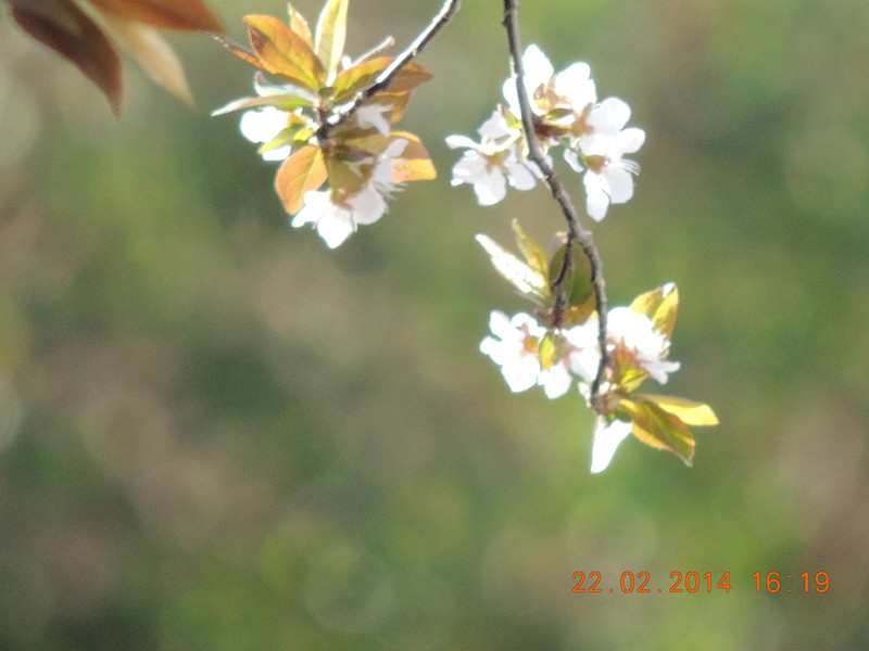 FLOWERS 2014 240_.jpg