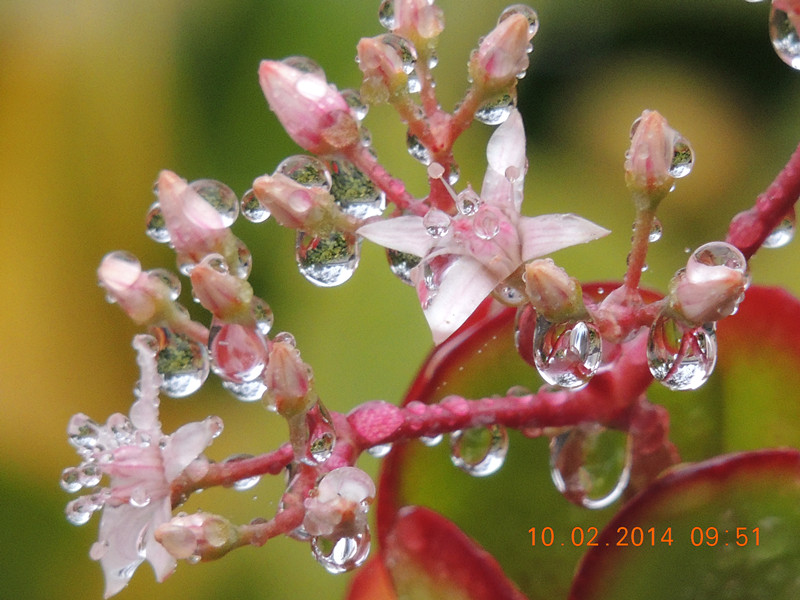 flowers 2014 107_.jpg