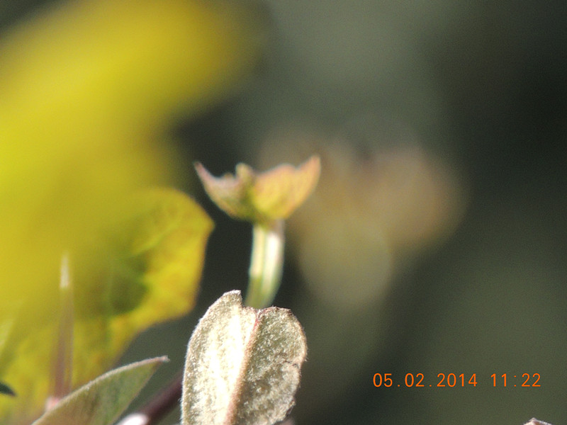 flowers 2014 001_.jpg