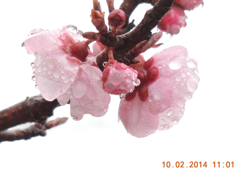 flowers 2014 121_.jpg