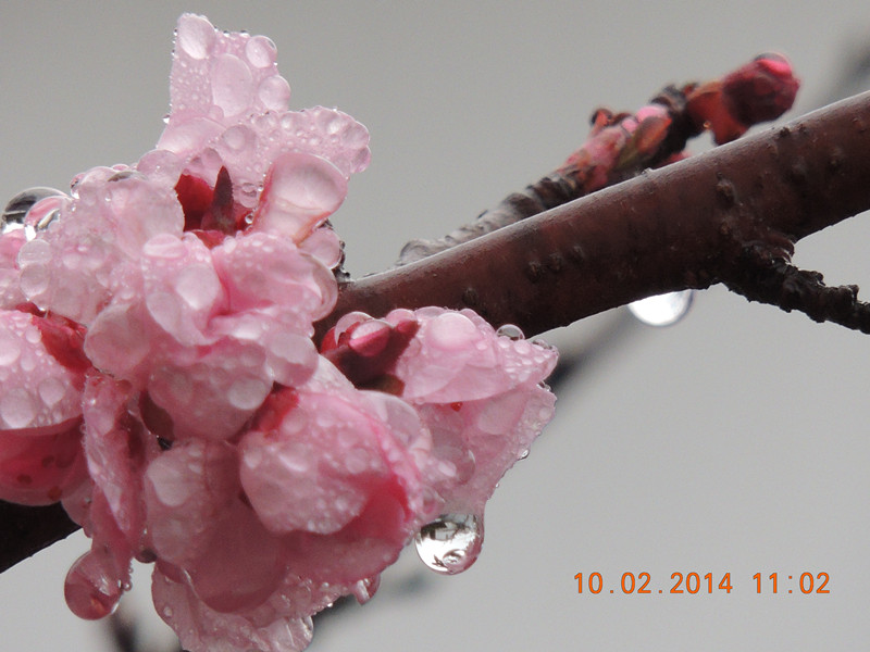 flowers 2014 125_.jpg