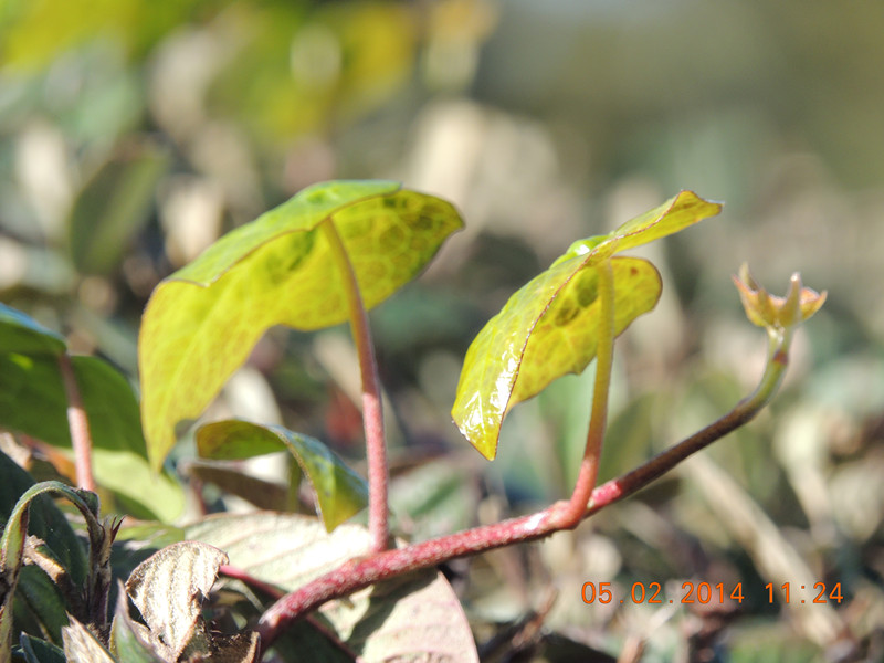 flowers 2014 008_.jpg
